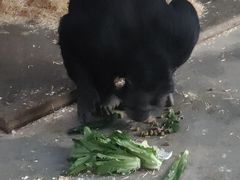 -成都动物园