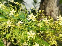 -中国科学院华南植物园