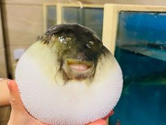 -天正河鲀·河豚亭(大连店)