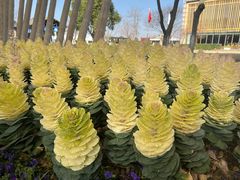-田园东方蜜桃村的田野营地