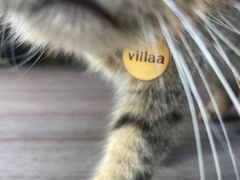 -villaa·别墅·融合菜西餐厅