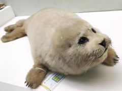 -国家自然博物馆