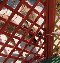 -萌宠亲子动物乐园(槐房万达店)