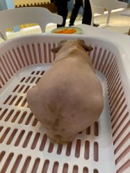 -Moni星球萌宠·小马宝莉·灵蛇·高端高阶全萌宠互动体验俱乐部(红豆国际广场店)