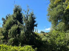 -怀托摩萤火虫洞