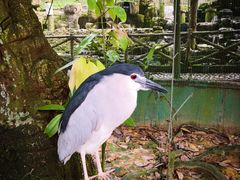 -吉隆坡雀鸟公园
