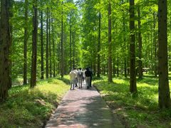 -黄海国家森林公园