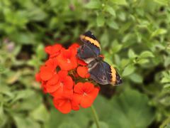 -北京国际鲜花港