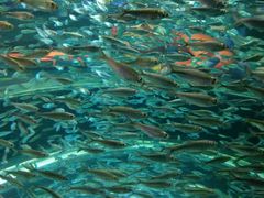 -瑞普利水族馆