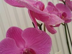 -西部兰花园生态园