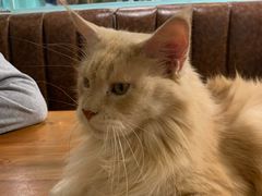 -猫小院猫主题餐厅(三里屯店)