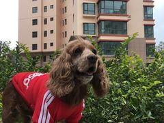 -佑安动物医院·全科·内窥镜中心(幸福巷店)