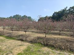 -南国桃园旅游度假区