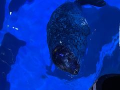 -海合安青岛极地海洋公园