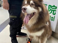 -爱侣宠医·鹦鹉专科·小型哺乳类·异宠专科(灵石路店)