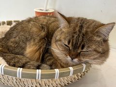 -共舞时光猫咖·狗咖(新街口店)