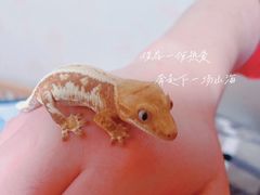 -酷以爬仙阁实体爬宠店·守宫·蜥蜴·专业繁育