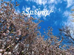 -大兴滨河森林公园