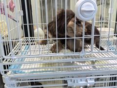 -萌宠之家·腊肠犬·马尔泰·小体犬舍