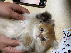 -欣宠猫屋·矮脚拿破仑·蓝金金渐层