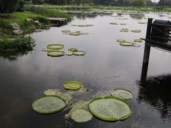 -荷塘月色湿地公园·向阳花洲