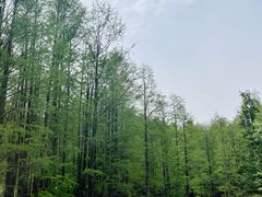 -青龙山国家森林公园