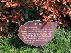 -高东镇樱花园