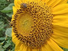 -长春公园(普阳街道)