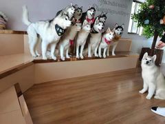 -Husky Go! 哈士奇体验馆·宠物咖啡厅狗咖