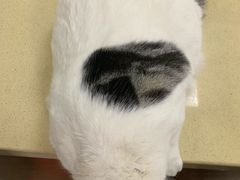 -艾贝尔宠物医院 ·内科全科(梁溪路店)