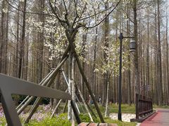 -黄海国家森林公园