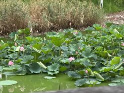 -芙蓉花月子会所(朝阳区店)
