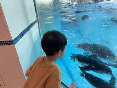 -帝企鹅自助餐厅•儿童岛•真企鹅(长隆企鹅酒店)