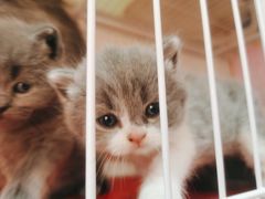 -我爱猫咪·猫咖·狗咖·安哥拉兔·羊驼咖(小寨华旗店)