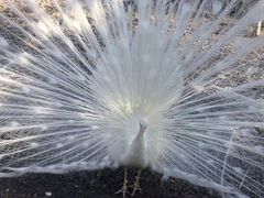 -横道河子东北虎林园