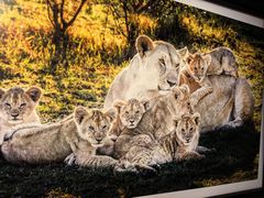 -罗红摄影艺术馆