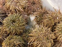 -岳各庄批发市场(西四环中路店)