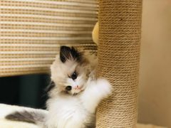 -纳吉亚猫专科动物医院博雅分院