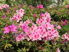 -南通鹏欣花园国宾酒店