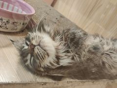 -屋虎猫馆(宝安大仟里店)