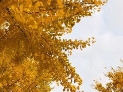 -三里屯东五街银杏大道