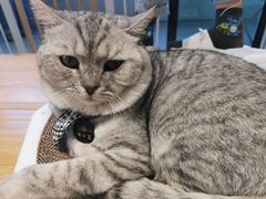 -啵啵喵·猫咖(攀华国际店)
