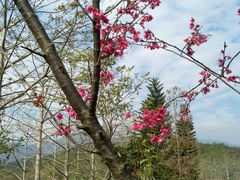 -田野绿世界