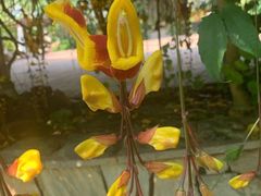 -华南国家植物园-售票处