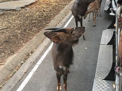 -清迈夜间动物园