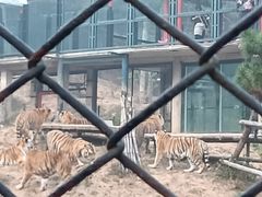 -大连森林动物园