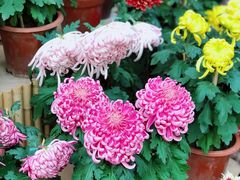 -上海共青森林公园