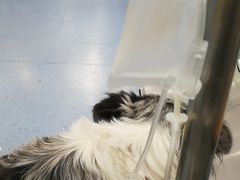 -伟伟宠物医院·CT影像中心·瑞派犬猫综合性门诊(汉口总院)