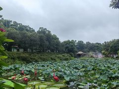 -广州莲花山旅游区