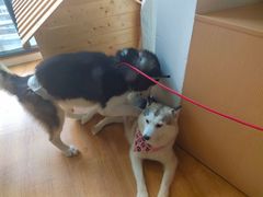 -Husky Go! 哈士奇体验馆·宠物咖啡厅狗咖